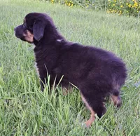 Snoop Dog, a male Australian Shepherd for sale in Chehalis, WA – 2 of 6