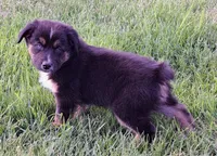 Snoop Dog, a male Australian Shepherd for sale in Chehalis, WA – 3 of 6
