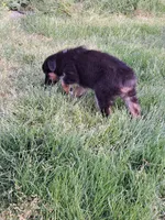 Snoop Dog, a male Australian Shepherd for sale in Chehalis, WA – 6 of 6