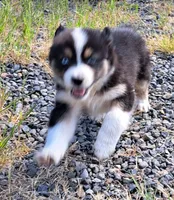 Elvis, a male Australian Shepherd for sale in Chehalis, WA – 2 of 8