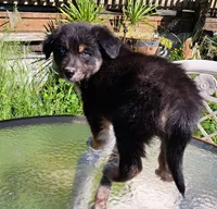 Brown Shoes, a male Australian Shepherd for sale in Chehalis, WA – 2 of 2