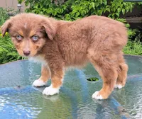 Amber, a female Australian Shepherd for sale in Chehalis, WA – 5 of 7