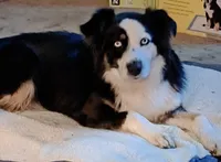Pearl, a female Australian Shepherd for sale in Chehalis, WA – 3 of 7