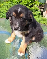 Snoop Dog, a male Australian Shepherd for sale in Chehalis, WA – 4 of 6