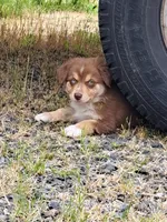 Big Red, a male Australian Shepherd for sale in Chehalis, WA – 3 of 6