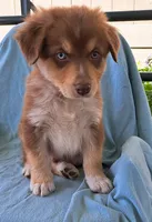 Big Red, a male Australian Shepherd for sale in Chehalis, WA – 5 of 6