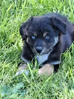 White Sox, a male Australian Shepherd for sale in Chehalis, WA – 1 of 6