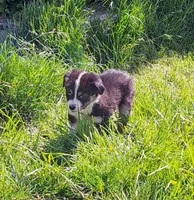 Elvis, a male Australian Shepherd for sale in Chehalis, WA – 8 of 8