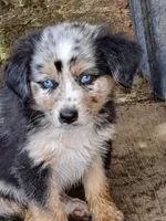Boom Boom, a male Australian Shepherd for sale in Chehalis, WA – 1 of 2