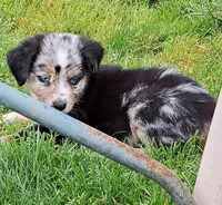 Boom Boom, a male Australian Shepherd for sale in Chehalis, WA – 2 of 2