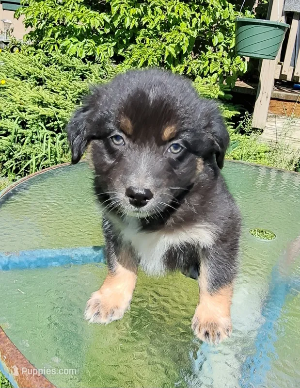 Brown Shoes – Australian Shepherd puppy for sale in Chehalis, WA