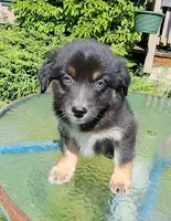 Brown Shoes, a male Australian Shepherd for sale in Chehalis, WA – 1 of 2