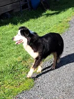 Pearl, a female Australian Shepherd for sale in Chehalis, WA – 4 of 7
