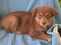 Amber, a female Australian Shepherd for sale in Chehalis, WA – 4 of 7
