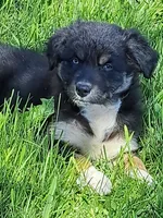 White Sox, a male Australian Shepherd for sale in Chehalis, WA – 5 of 6