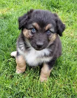 Brewski, a male Australian Shepherd for sale in Chehalis, WA – 2 of 7