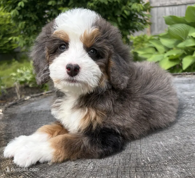 🧡PETITE !!!🧡IN BOSTON MASSACHUSETTS AREA🧡BLUE MERLE MINI BERNEDOODLE🧡 – Miniature Bernedoodle puppy for sale in Raynham, MA