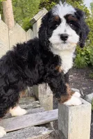 💚IN BOSTON MASSACHUSETTS AREA💚MINI BERNEDOODLE💚, a male Miniature Bernedoodle for sale in Raynham, MA – 6 of 9