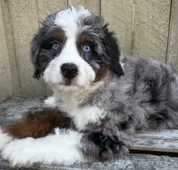 🧡IN BOSTON MASSACHUSETTS AREA🧡BLUE MERLE TRI🧡MINI BERNEDOODLE BOY🧡, a male Miniature Bernedoodle for sale in Raynham, MA – 8 of 10