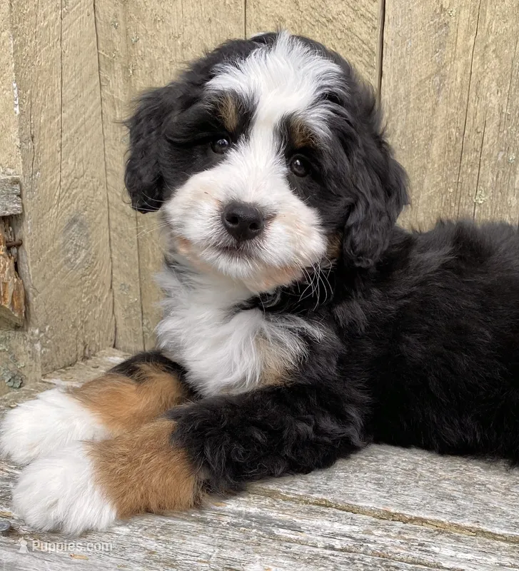 🩷IN BOSTON MASSACHUSETTS🩷MINI BERNEDOODLE🩷 – Miniature Bernedoodle puppy for sale in Raynham, MA