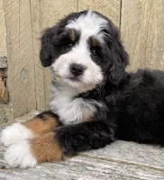 🩷IN BOSTON MASSACHUSETTS🩷MINI BERNEDOODLE🩷, a female Miniature Bernedoodle for sale in Raynham, MA – 1 of 10