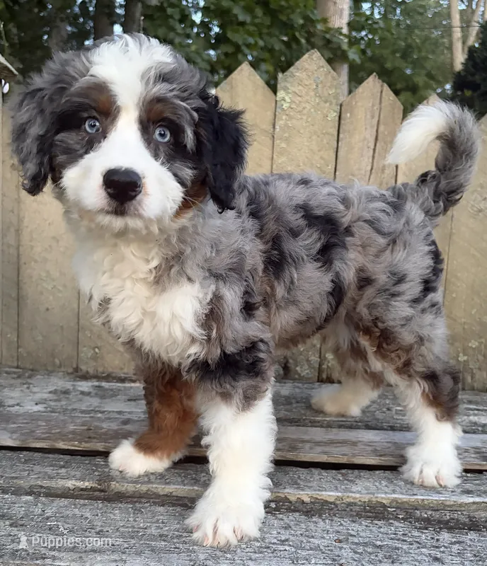 🧡IN BOSTON MASSACHUSETTS AREA🧡BLUE MERLE TRI🧡MINI BERNEDOODLE BOY🧡 – Miniature Bernedoodle puppy for sale in Raynham, MA