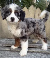 🧡IN BOSTON MASSACHUSETTS AREA🧡BLUE MERLE TRI🧡MINI BERNEDOODLE BOY🧡, a male Miniature Bernedoodle for sale in Raynham, MA – 2 of 10