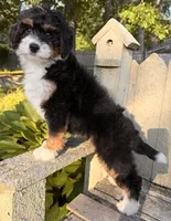 ❤️IN BOSTON MASSACHUSETTS AREA❤️MINI BERNEDOODLE❤️, a female Miniature Bernedoodle for sale in Raynham, MA – 5 of 10