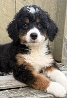 💛IN BOSTON MASSACHUSETTS AREA💛TRADITIONAL-TRI💛MINI BERNEDOODLE BOY💛, a male Miniature Bernedoodle for sale in Raynham, MA – 2 of 10