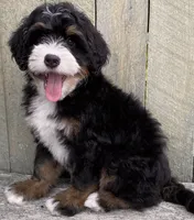 🧡IN BOSTON MASSACHUSETTS AREA🧡MINI BERNEDOODLE BOY🧡, a male Miniature Bernedoodle for sale in Raynham, MA – 7 of 10