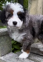 💜TINY !!!💜IN BOSTON MASSACHUSETTS AREA💜BLUE MERLE MINI BERNEDOODLE💜, a female Miniature Bernedoodle for sale in Raynham, MA – 5 of 10