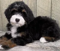 🧡IN BOSTON MASSACHUSETTS AREA🧡MINI BERNEDOODLE BOY🧡, a male Miniature Bernedoodle for sale in Raynham, MA – 9 of 10