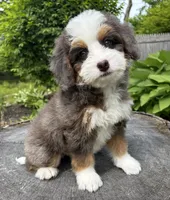 🧡PETITE !!!🧡IN BOSTON MASSACHUSETTS AREA🧡BLUE MERLE MINI BERNEDOODLE🧡, a female Miniature Bernedoodle for sale in Raynham, MA – 8 of 9