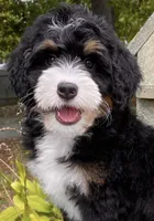🧡IN BOSTON MASSACHUSETTS AREA🧡MINI BERNEDOODLE BOY🧡, a male Miniature Bernedoodle for sale in Raynham, MA – 1 of 10