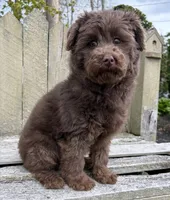🩷ADORABLE TINY DOODLE GIRL🩷BOSTON MA🩷, a female Miniature Bernedoodle and Newfypoo for sale in Raynham, MA – 7 of 10