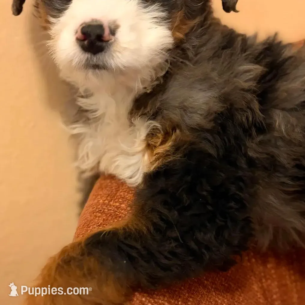 💚MINI BERNEDOODLE 💚BLUE MERLE TRI, a male Bernedoodle and Miniature Bernedoodle for sale in Raynham, MA – Photo 3 of 10