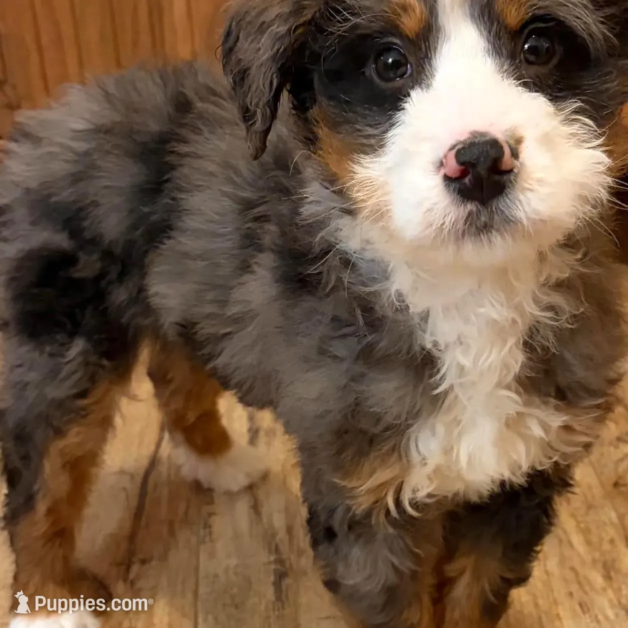 💚MINI BERNEDOODLE 💚BLUE MERLE TRI, a male Bernedoodle and Miniature Bernedoodle for sale in Raynham, MA – Photo 2 of 10