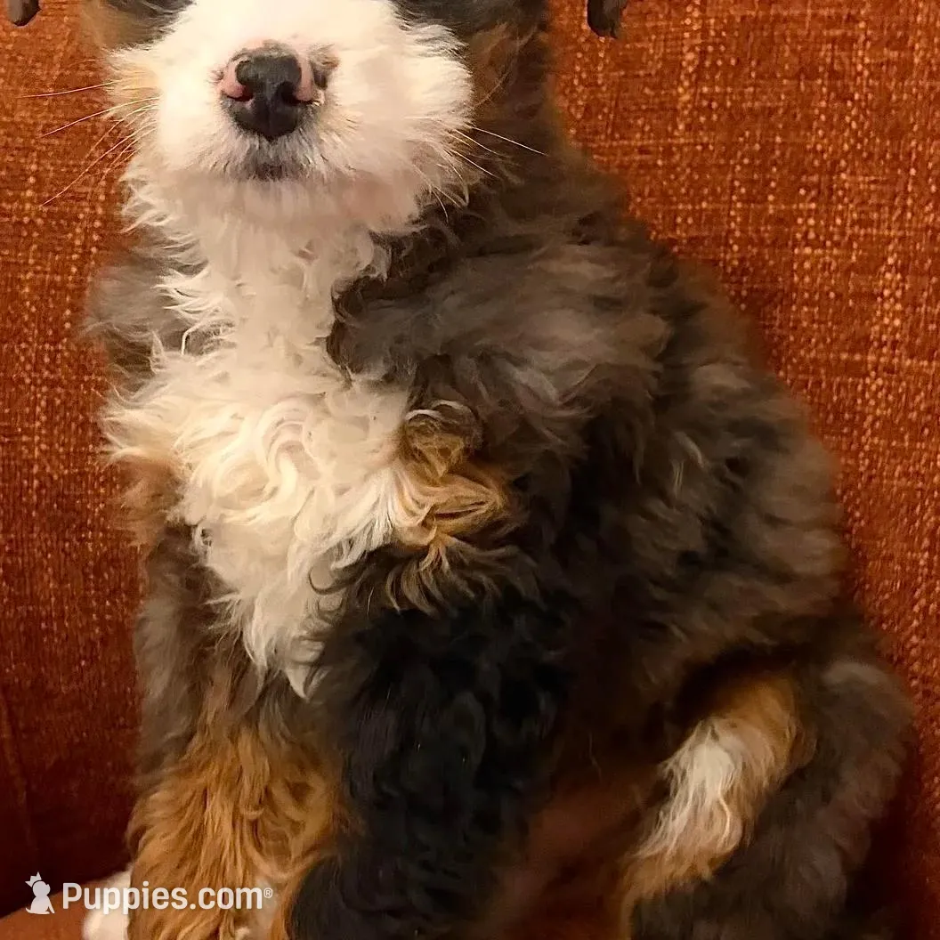 💚MINI BERNEDOODLE 💚BLUE MERLE TRI, a male Bernedoodle and Miniature Bernedoodle for sale in Raynham, MA – Photo 10 of 10