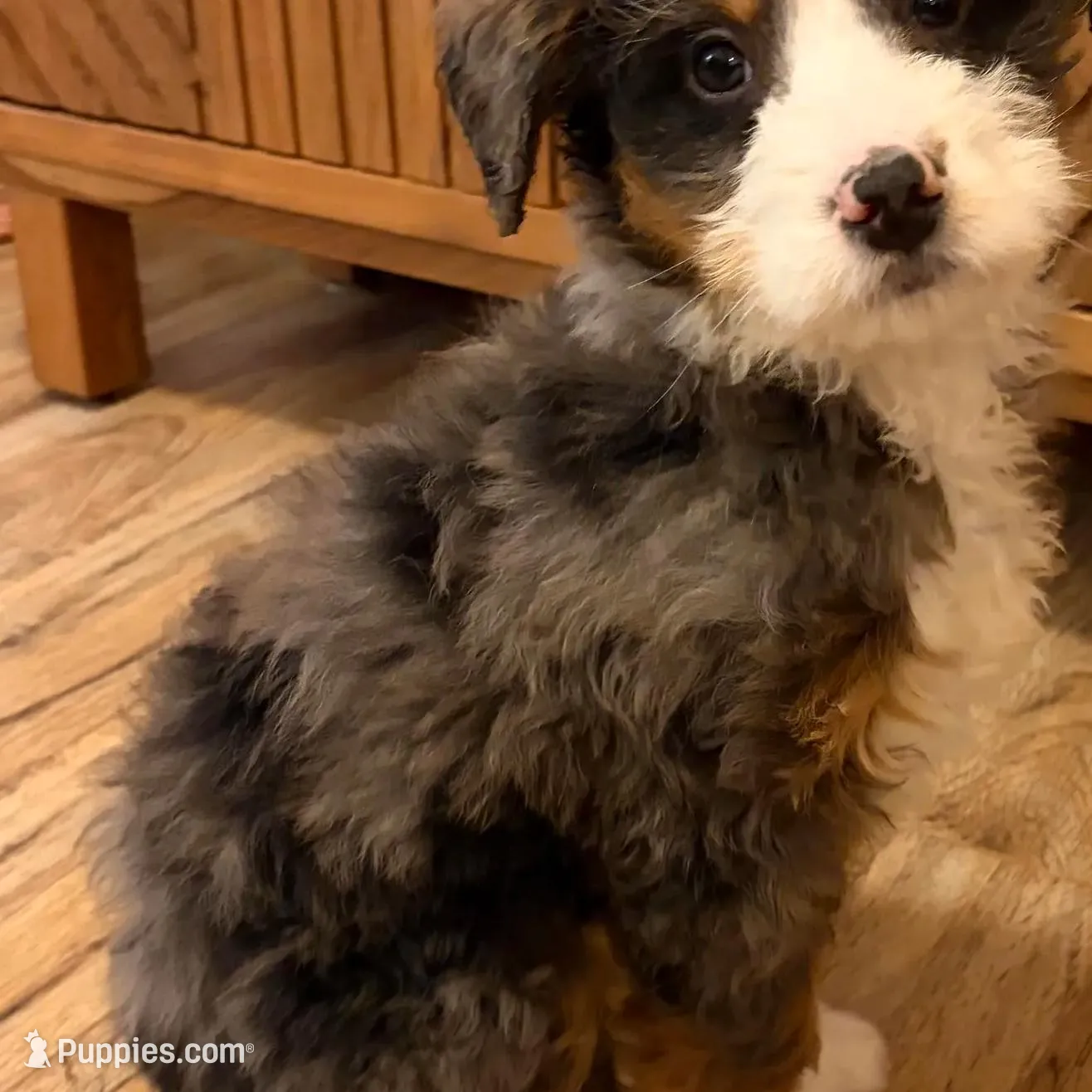 💚MINI BERNEDOODLE 💚BLUE MERLE TRI, a male Bernedoodle and Miniature Bernedoodle for sale in Raynham, MA – Photo 8 of 10