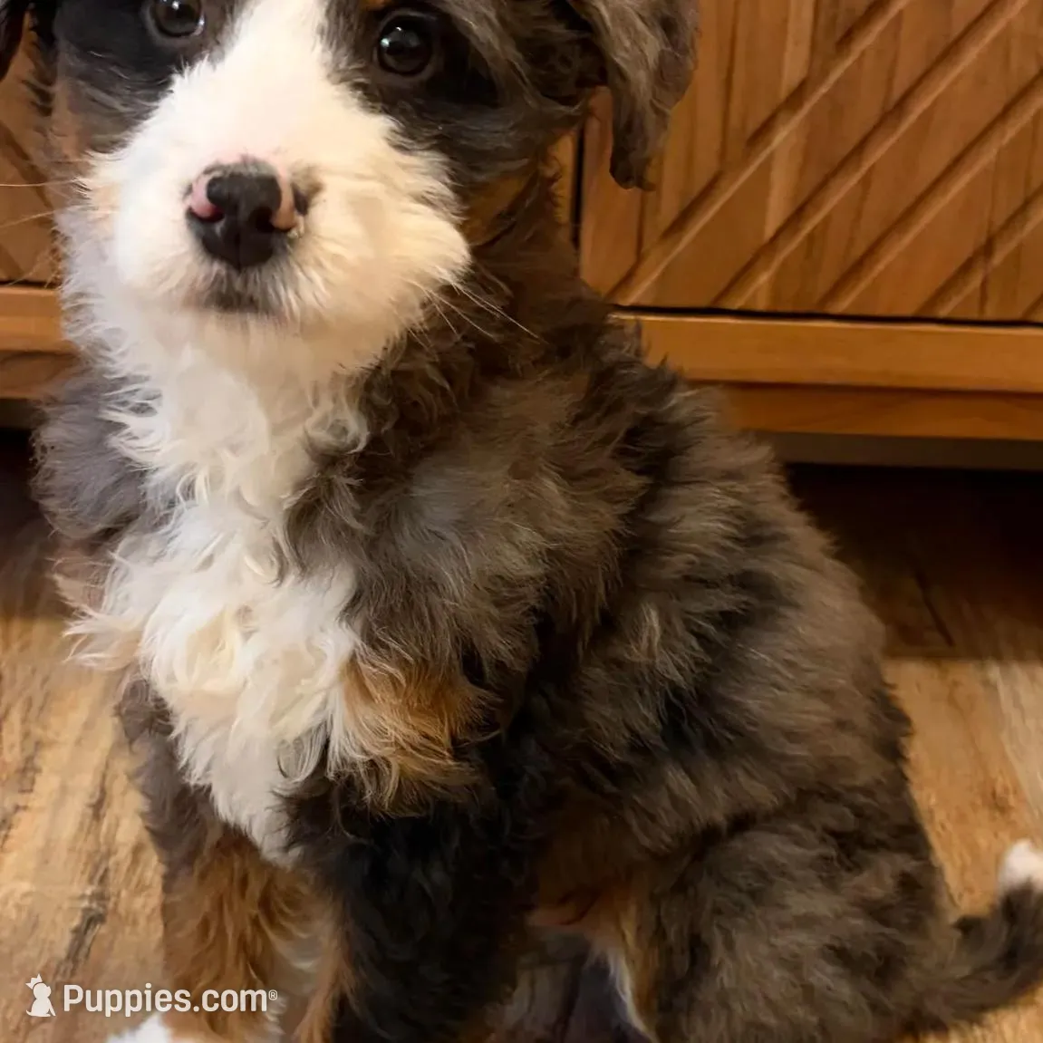 💚MINI BERNEDOODLE 💚BLUE MERLE TRI, a male Bernedoodle and Miniature Bernedoodle for sale in Raynham, MA – Photo 4 of 10