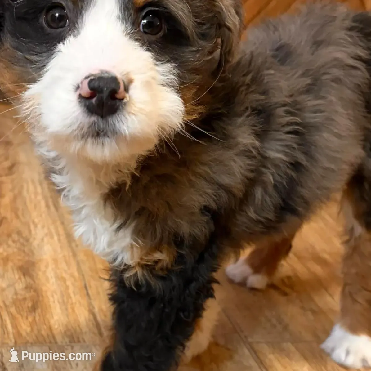 💚MINI BERNEDOODLE 💚BLUE MERLE TRI, a male Bernedoodle and Miniature Bernedoodle for sale in Raynham, MA – Photo 6 of 10