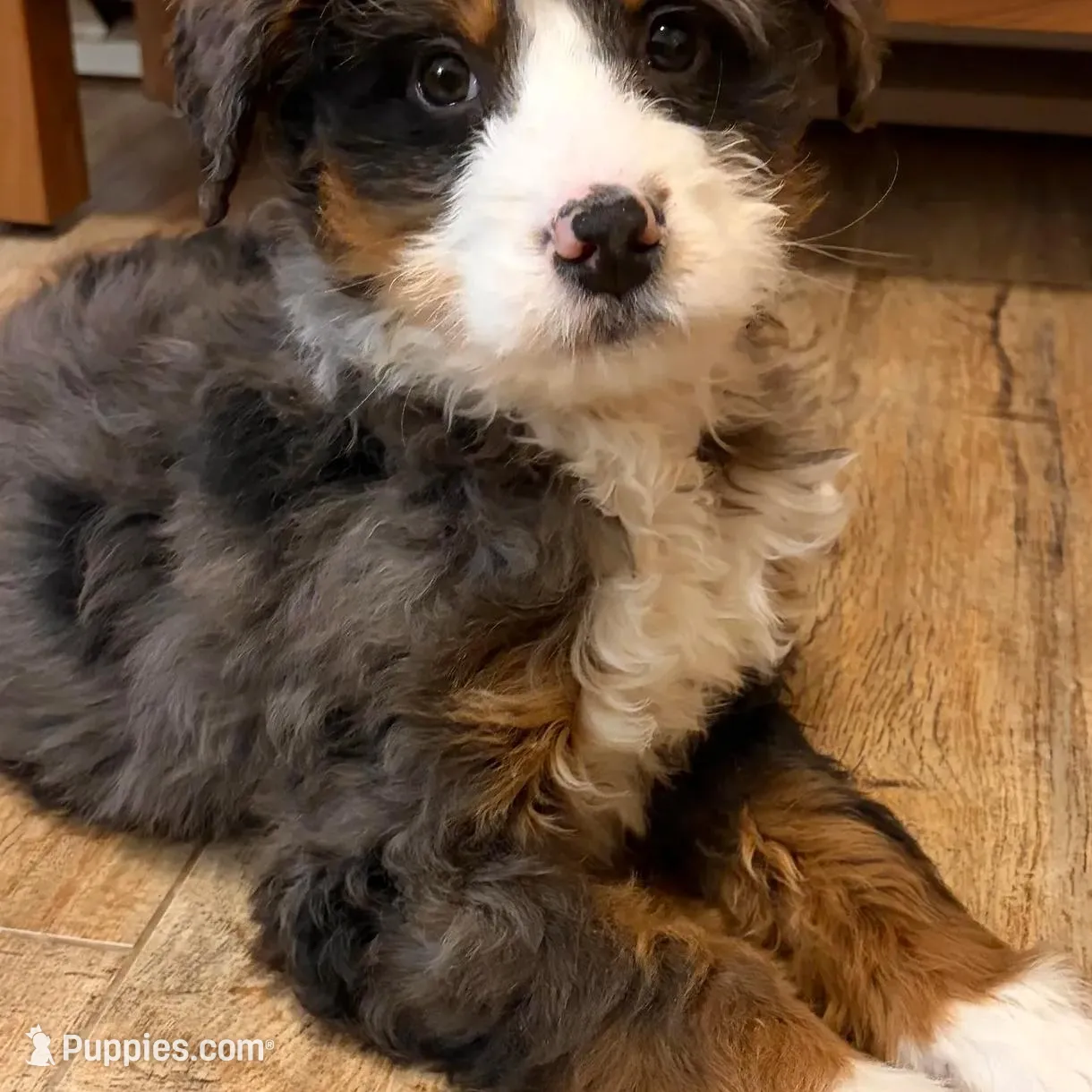 💚MINI BERNEDOODLE 💚BLUE MERLE TRI, a male Bernedoodle and Miniature Bernedoodle for sale in Raynham, MA – Photo 9 of 10