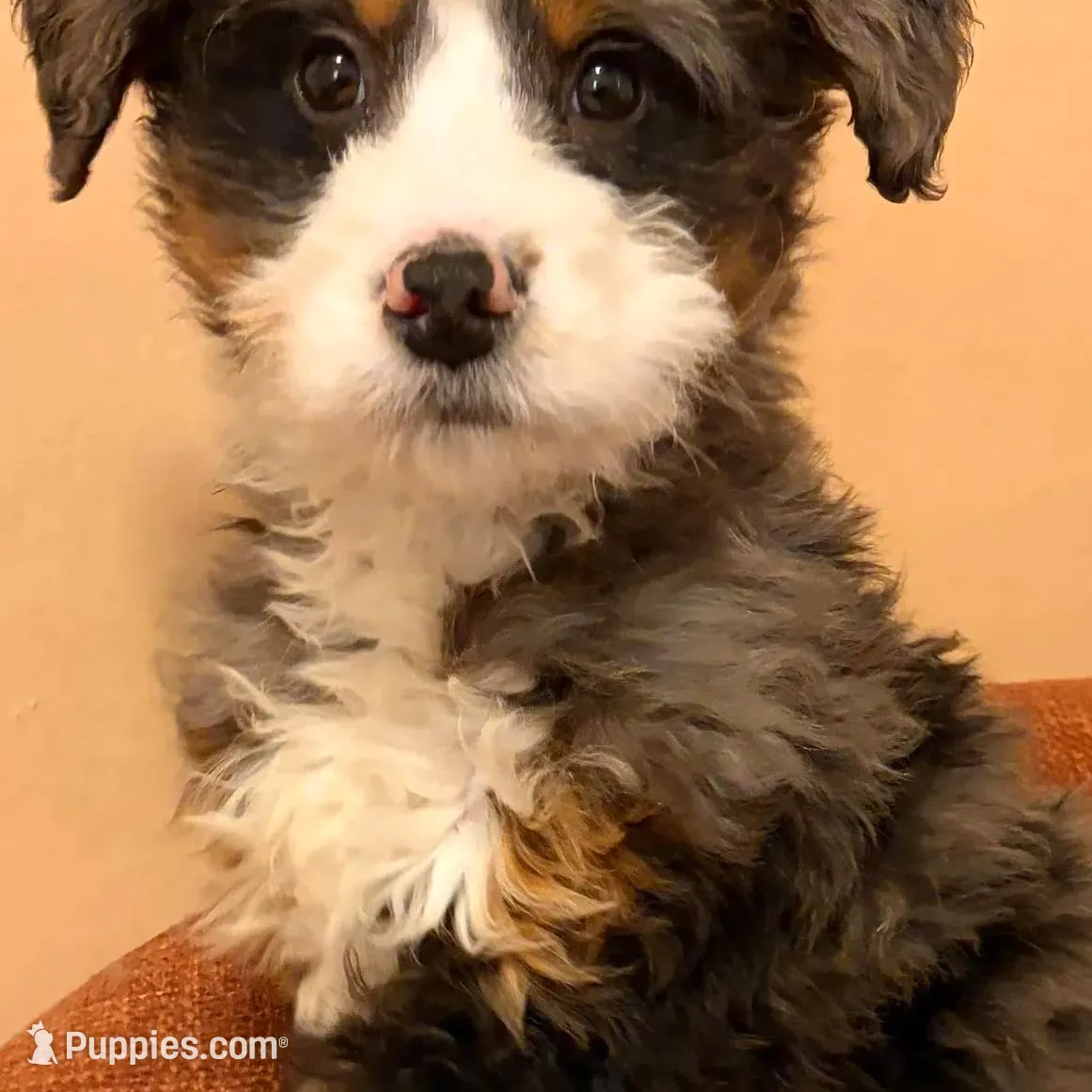 💚MINI BERNEDOODLE 💚BLUE MERLE TRI, a male Bernedoodle and Miniature Bernedoodle for sale in Raynham, MA – Photo 7 of 10