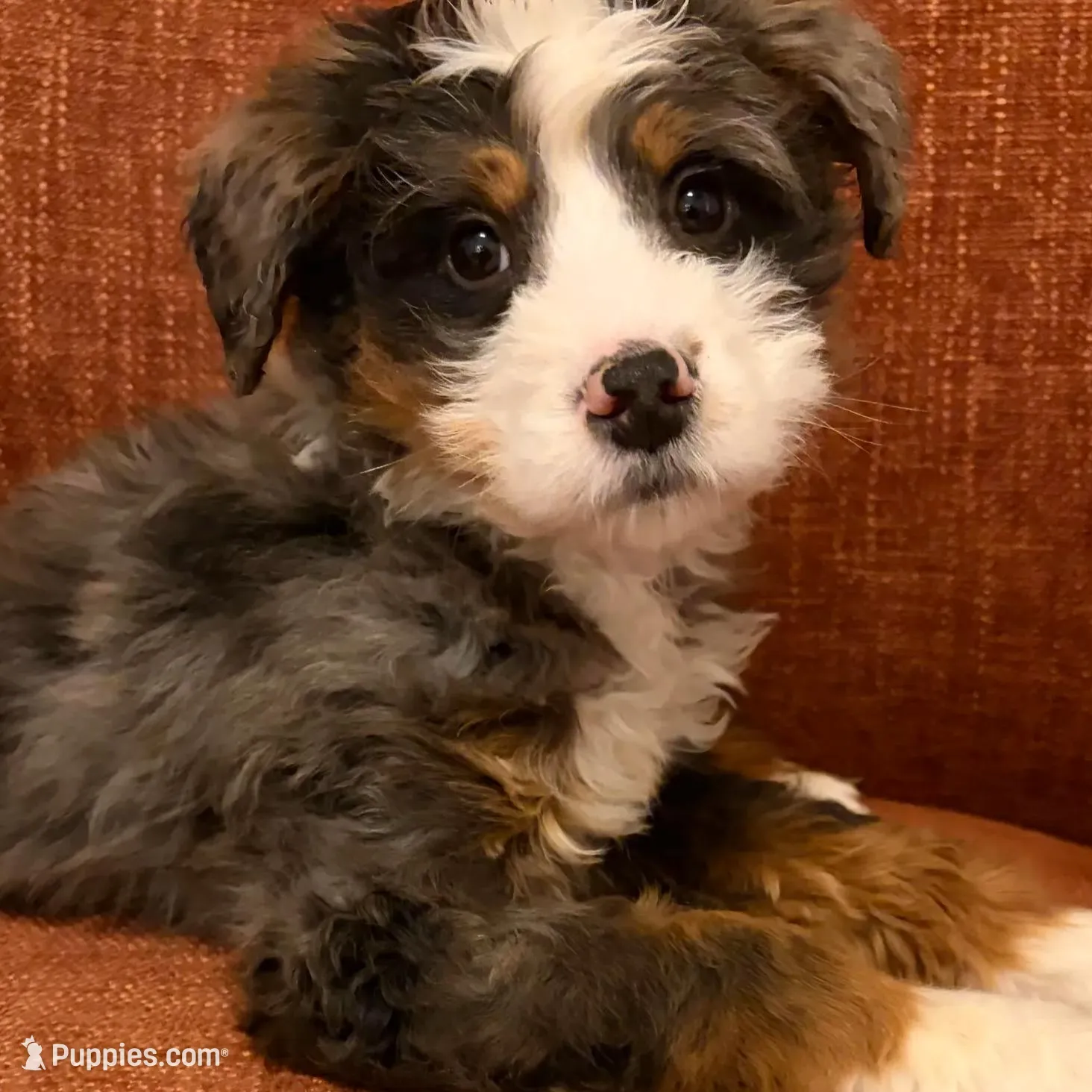 💚MINI BERNEDOODLE 💚BLUE MERLE TRI, a male Bernedoodle and Miniature Bernedoodle for sale in Raynham, MA – Photo 5 of 10