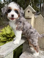💜IN BOSTON MASSACHUSETTS AREA💜BLUE MERLE TRI💜MINI BERNEDOODLE GIRL💜, a female Miniature Bernedoodle for sale in Raynham, MA – 3 of 10
