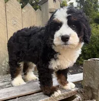 🩵IN BOSTON MASSACHUSETTS AREA🩵MINI BERNEDOODLE🩵, a male Miniature Bernedoodle for sale in Raynham, MA – 7 of 9