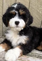💛IN BOSTON MASSACHUSETTS AREA💛MINI BERNEDOODLE💛, a female Miniature Bernedoodle for sale in Raynham, MA – 7 of 10