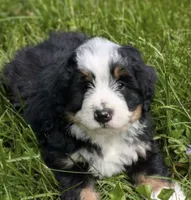 🩵IN BOSTON MASSACHUSETTS🩵MINI BERNEDOODLE🩵, a male Miniature Bernedoodle for sale in Raynham, MA – 4 of 4