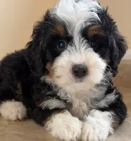 🩵TINY !!!🩵IN BOSTON MASSACHUSETTS AREA🩵MINI BERNEDOODLE🩵, a male Miniature Bernedoodle for sale in Raynham, MA – 2 of 5