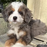 💚PETITE !!!💚IN BOSTON MASSACHUSETTS AREA💚MINI BERNEDOODLE💚, a female Miniature Bernedoodle for sale in Raynham, MA – 6 of 9